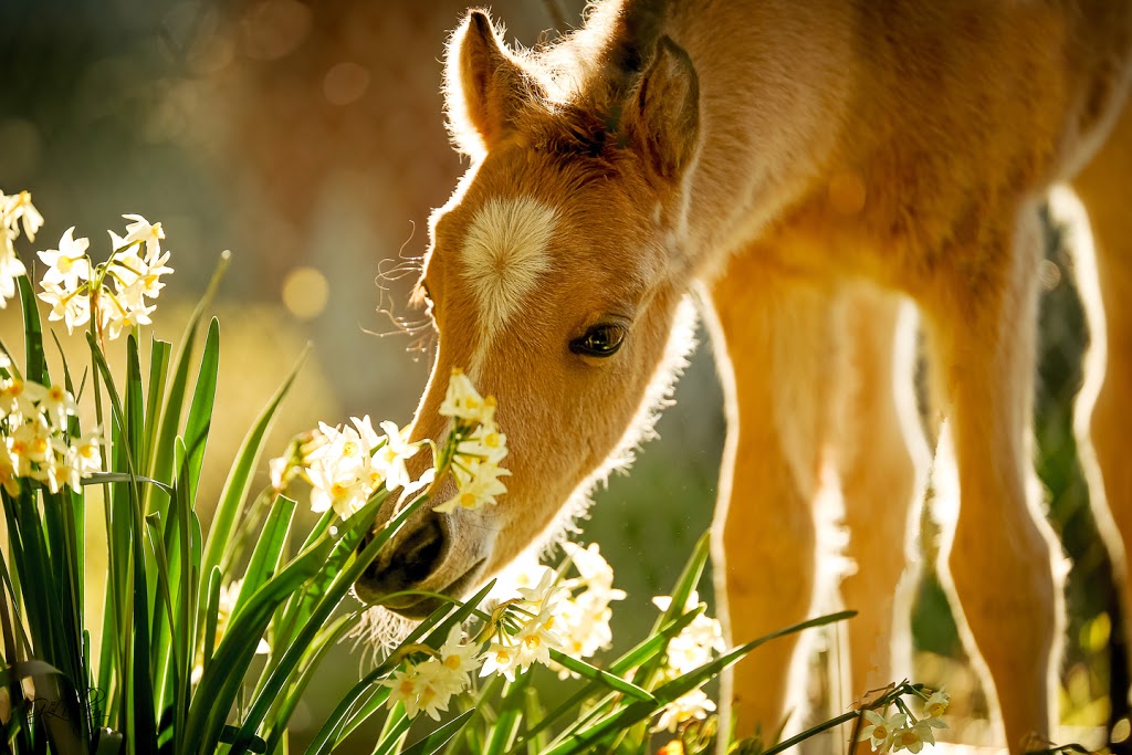 Foxwood Arabians | Cnr New Olivers Rd and Castlereagh Hwy, Running Stream NSW 2850, Australia | Phone: (02) 6358 8236