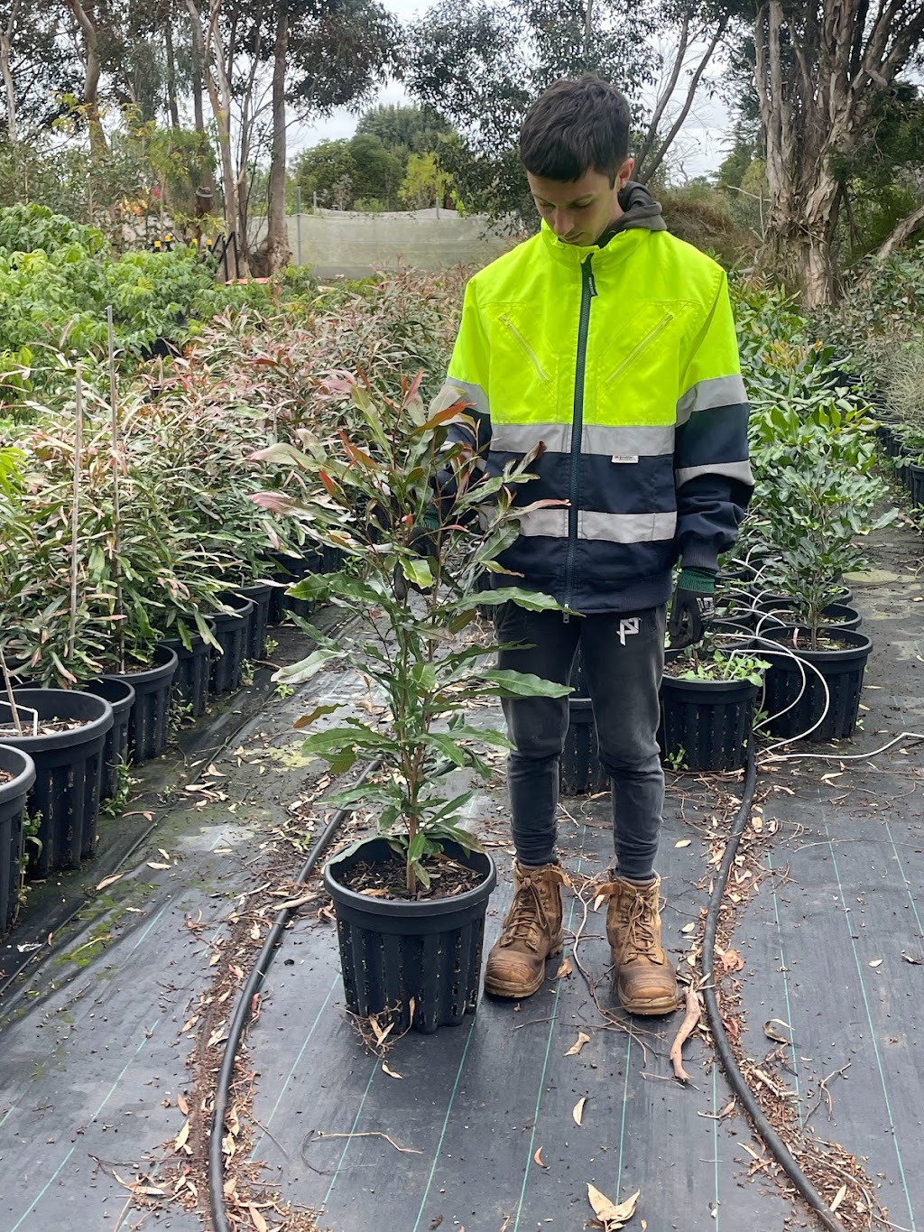 Remarkable Trees | 1385 Gisborne-Melton Rd, Toolern Vale VIC 3337, Australia | Phone: 0400 861 703
