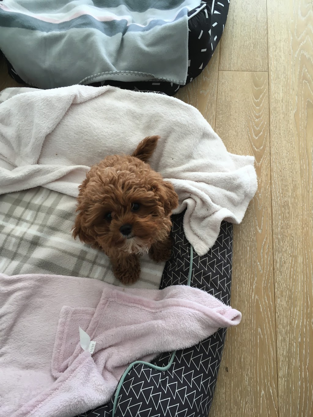 Joyful Paws Dog Walking | Unit 4/10 Diamond Bay Rd, Vaucluse NSW 2030, Australia | Phone: 0413 462 414