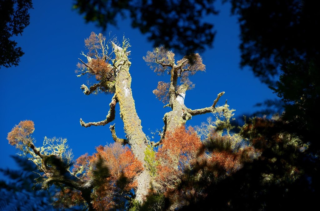 Rainforest Walk | park | Weldborough Pass, Weldborough TAS 7264, Australia