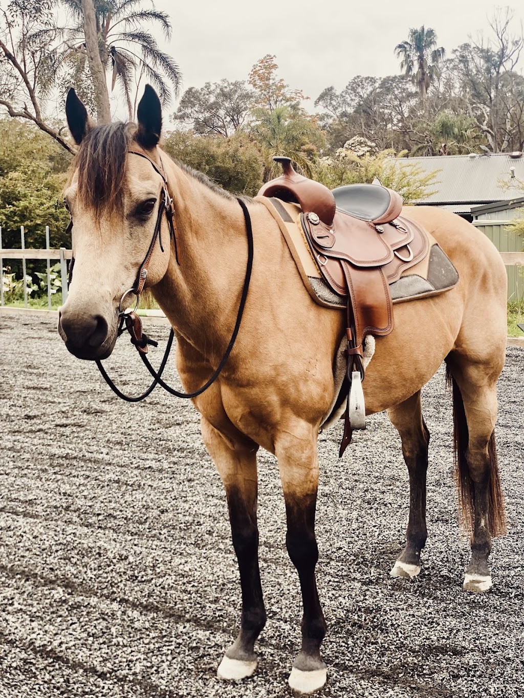 Confetti Equestrian and Appaloosas | 10 Boundary Rd, Buxton NSW 2571, Australia | Phone: 0403 132 905