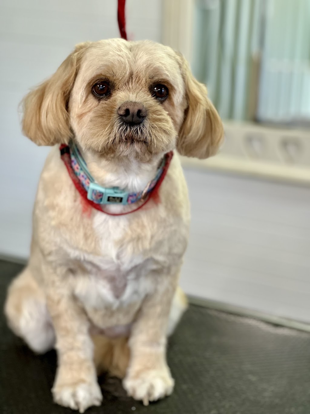 Debs Dog Parlour | 36 McArthur Dr, Falls Creek NSW 2540, Australia | Phone: 0414 683 751