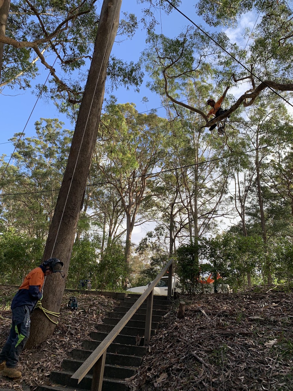 Harmony Tree Care | 143 Tableland Rd, Wentworth Falls NSW 2782, Australia | Phone: (02) 4711 0027