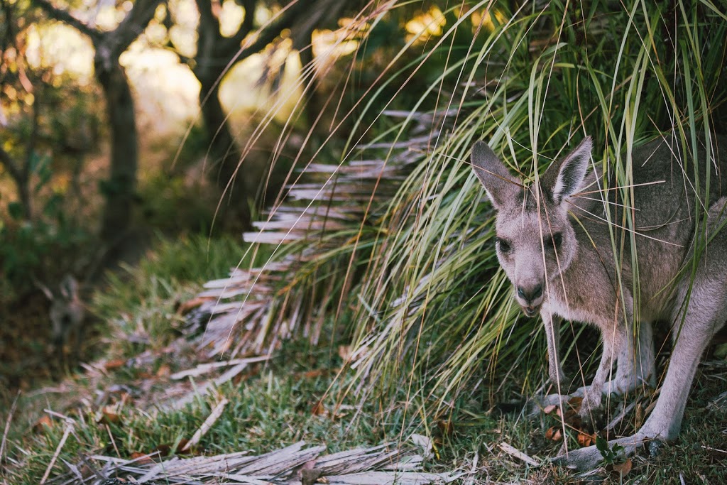 Smoky Cape Campground | Lighthouse Rd, Arakoon NSW 2431, Australia | Phone: (02) 6566 6168