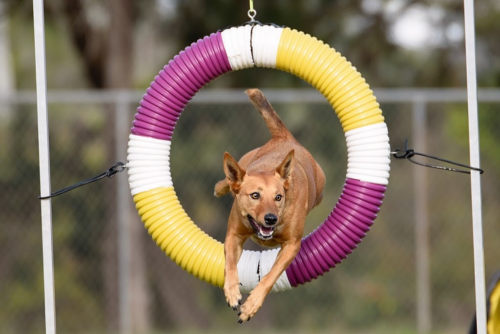 Agility Dog Club Of Queensland | 69 Church St, Tivoli QLD 4305, Australia | Phone: 0490 137 513