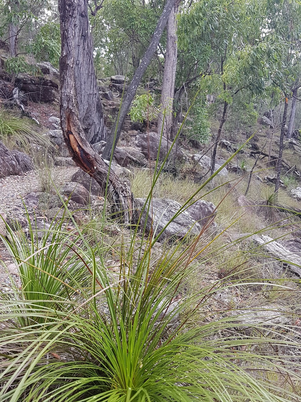 Rocks Picnic Area | Unnamed Road,, Karawatha QLD 4117, Australia