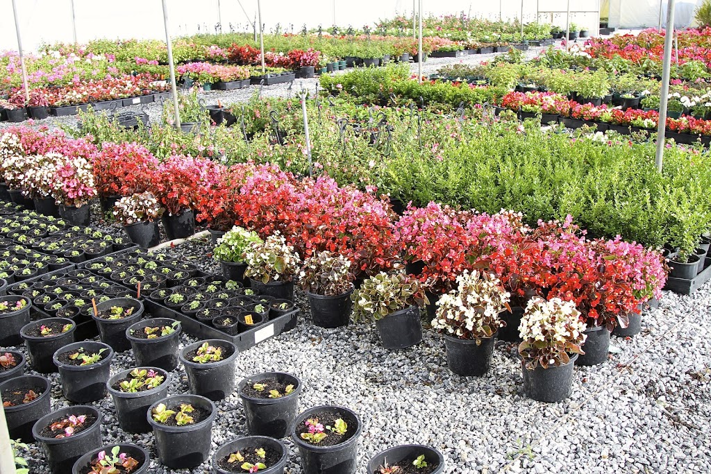 Plantex Nursery | 110 Campbells Rd, Clyde VIC 3978, Australia | Phone: (03) 5998 5552