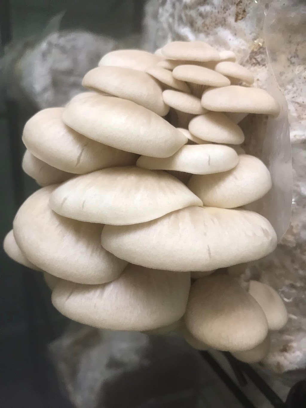 Woodstock 42 Oyster Mushrooms | 8 Centenary Pl, Logan Village QLD 4207, Australia | Phone: 0413 120 771