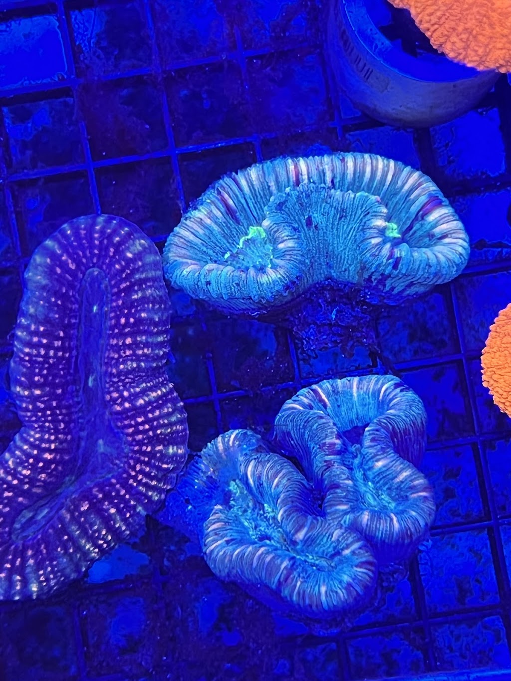 Kanmantoo corals | Old Princes Hwy, Kanmantoo SA 5252, Australia | Phone: 0439 299 404