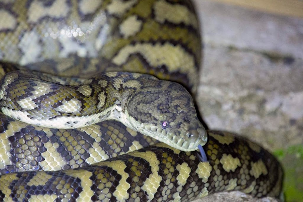 All Snake and Critter Catcher | 205 McGinn Rd, Ferny Grove QLD 4055, Australia | Phone: 0491 747 871