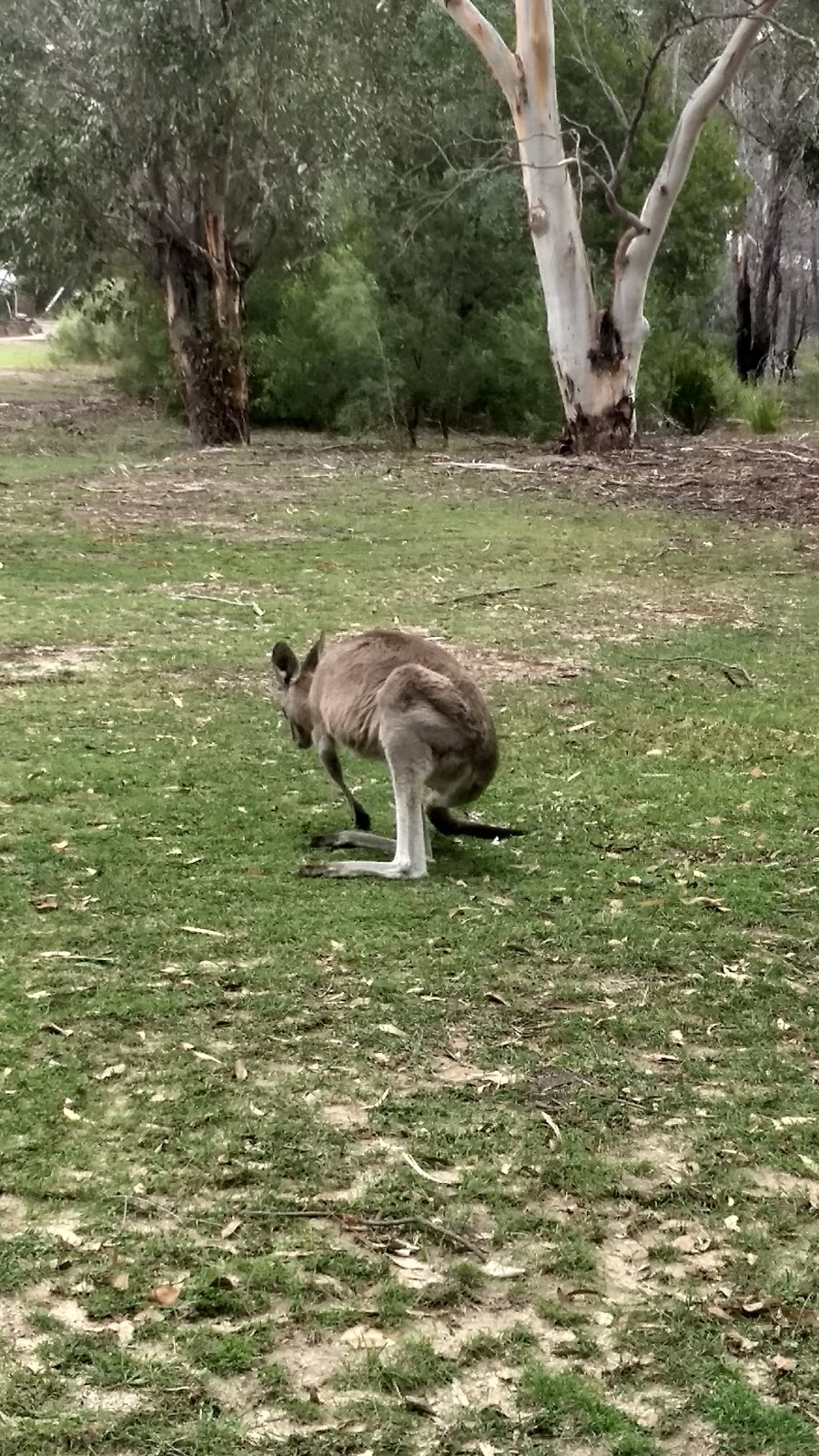 Bald Rock Creek | Bald Rock Campground Rd, Girraween QLD 4382, Australia | Phone: 13 74 68