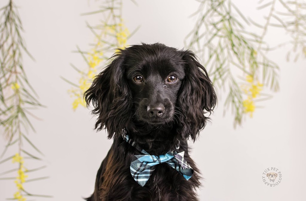 Tux Pet Photography | 284 McCulloch St, Broken Hill NSW 2880, Australia | Phone: 0419 421 933