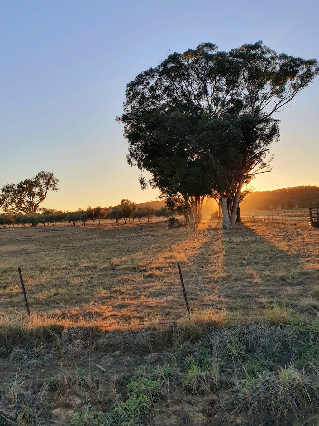 Bunnamagoo Estate Wines | food | 603 Henry Lawson Dr, Eurunderee NSW 2850, Australia | 0263733046 OR +61 2 6373 3046