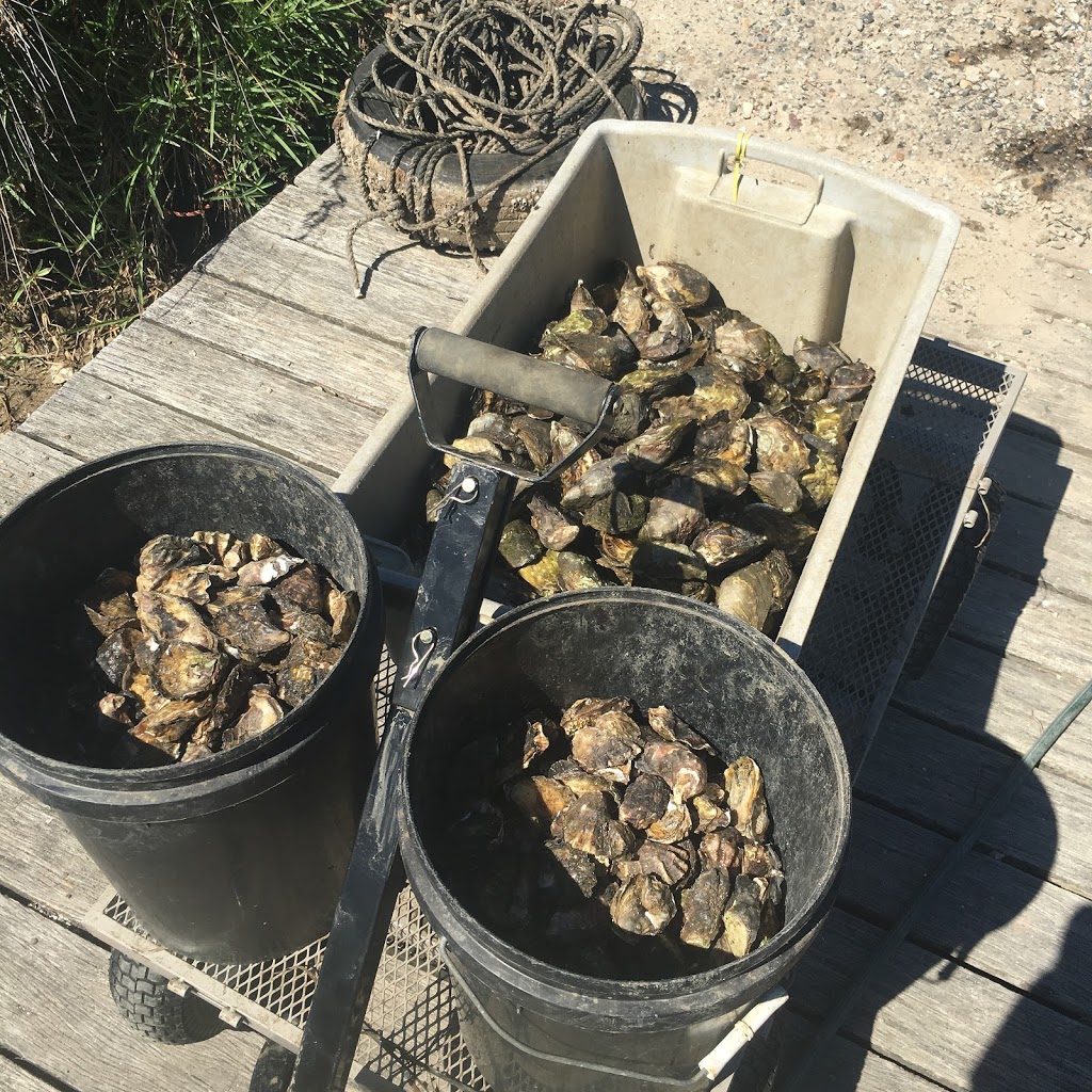 Clark Oysters | 11/170 Greens Rd, Greenwell Point NSW 2540, Australia | Phone: 0450 637 470