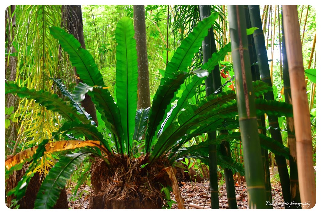 Bamboo Land Nursery & Parklands |  | 87 Old Coach Rd, Torbanlea QLD 4662, Australia | 0741294470 OR +61 7 4129 4470