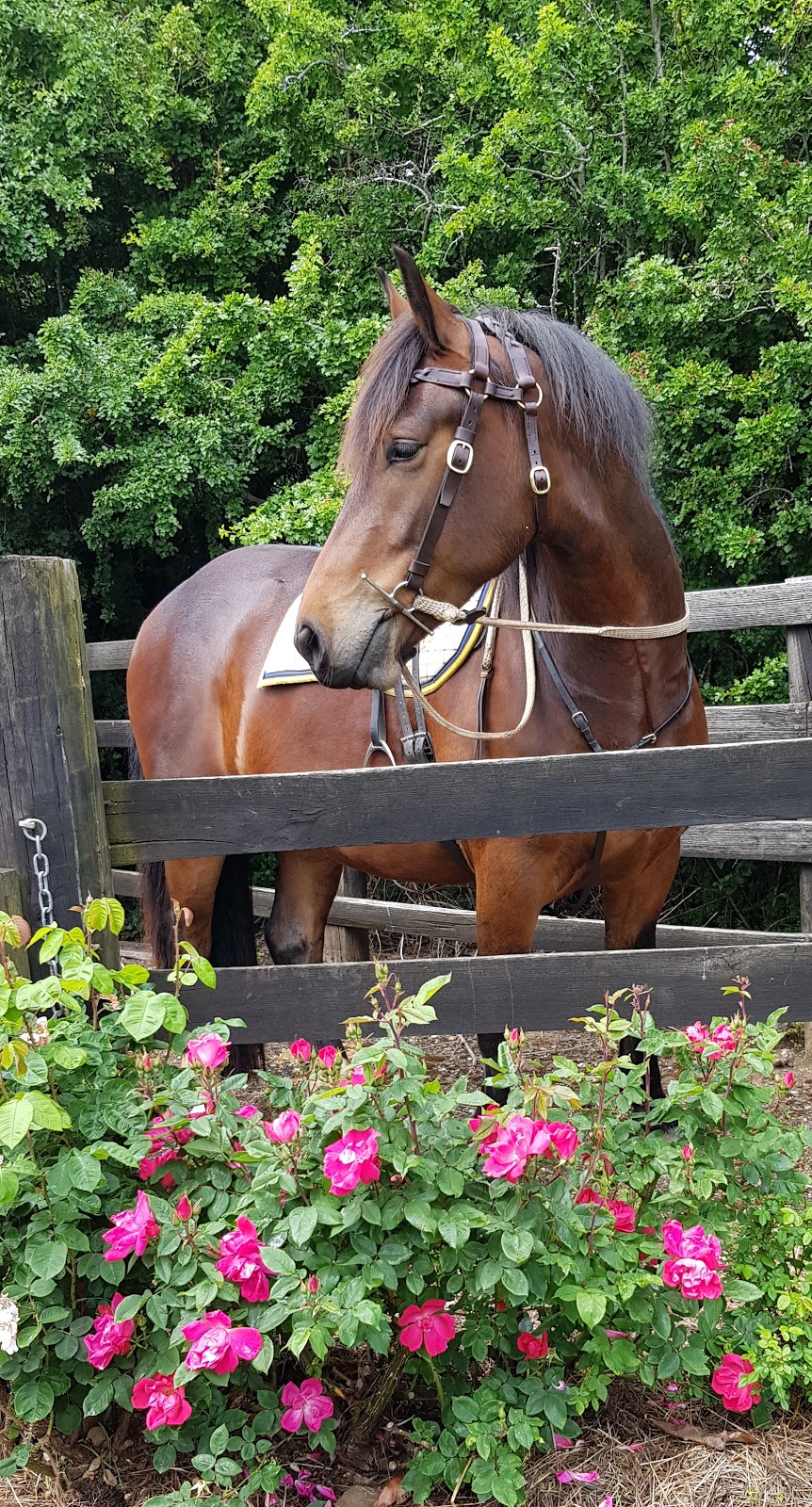 Thorndene Saddlery | 9A Meander Valley Rd, Hagley TAS 7292, Australia | Phone: 0439 848 030