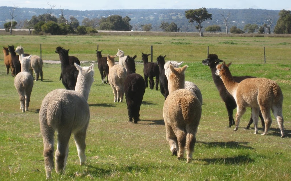 Brookwood Alpacas | food | 130 Bingham Rd, Bullsbrook WA 6084, Australia | 0895711787 OR +61 8 9571 1787