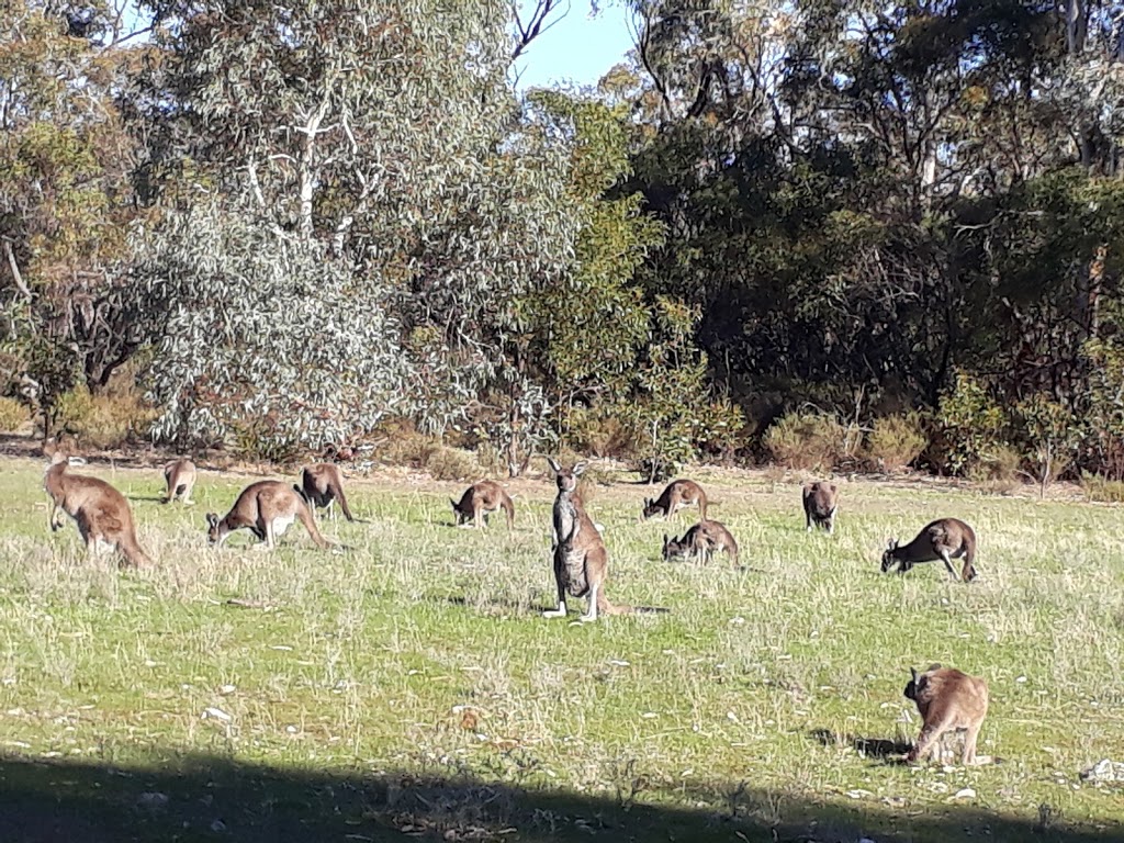 Kaiserstuhl Conservation Park | park | Tanunda Creek Rd, Tanunda SA 5352, Australia | 0885237700 OR +61 8 8523 7700