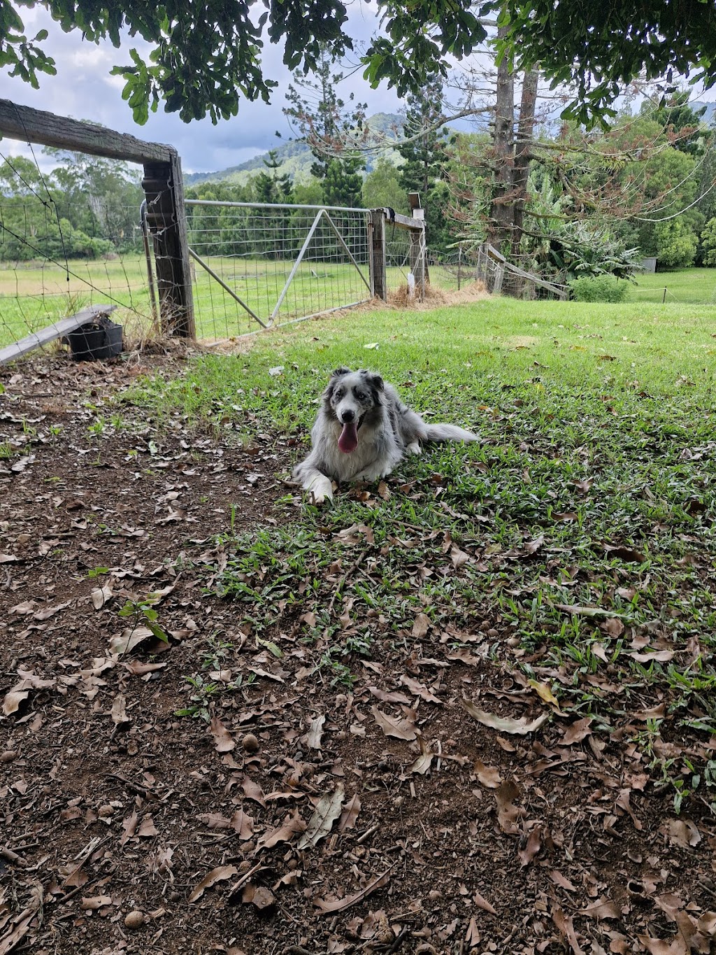 Canine Revolution Dog Training Coffs Harbour | 36 Upper Orara Rd, Karangi NSW 2450, Australia | Phone: 0414 251 177