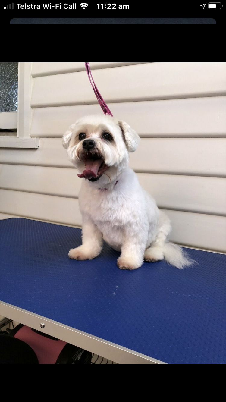 All fur pups dog grooming | 139 Maroneys Rd, Quamby Brook TAS 7304, Australia | Phone: 0428 231 778