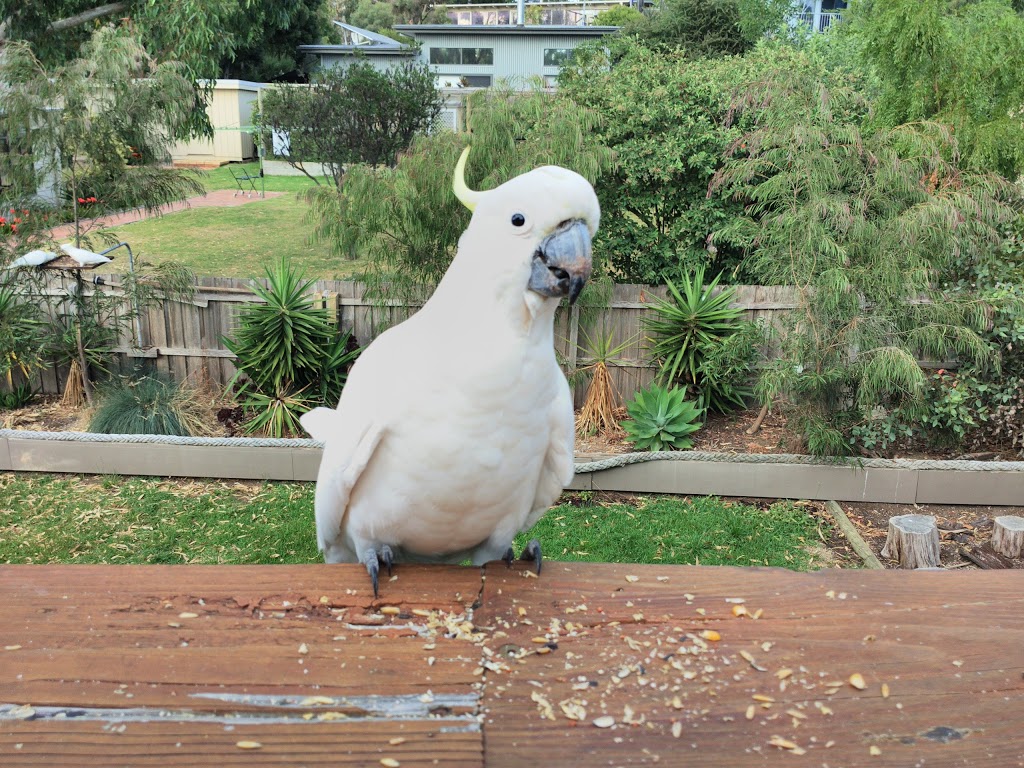 Berthon Reserve | Berthon St, Aireys Inlet VIC 3231, Australia