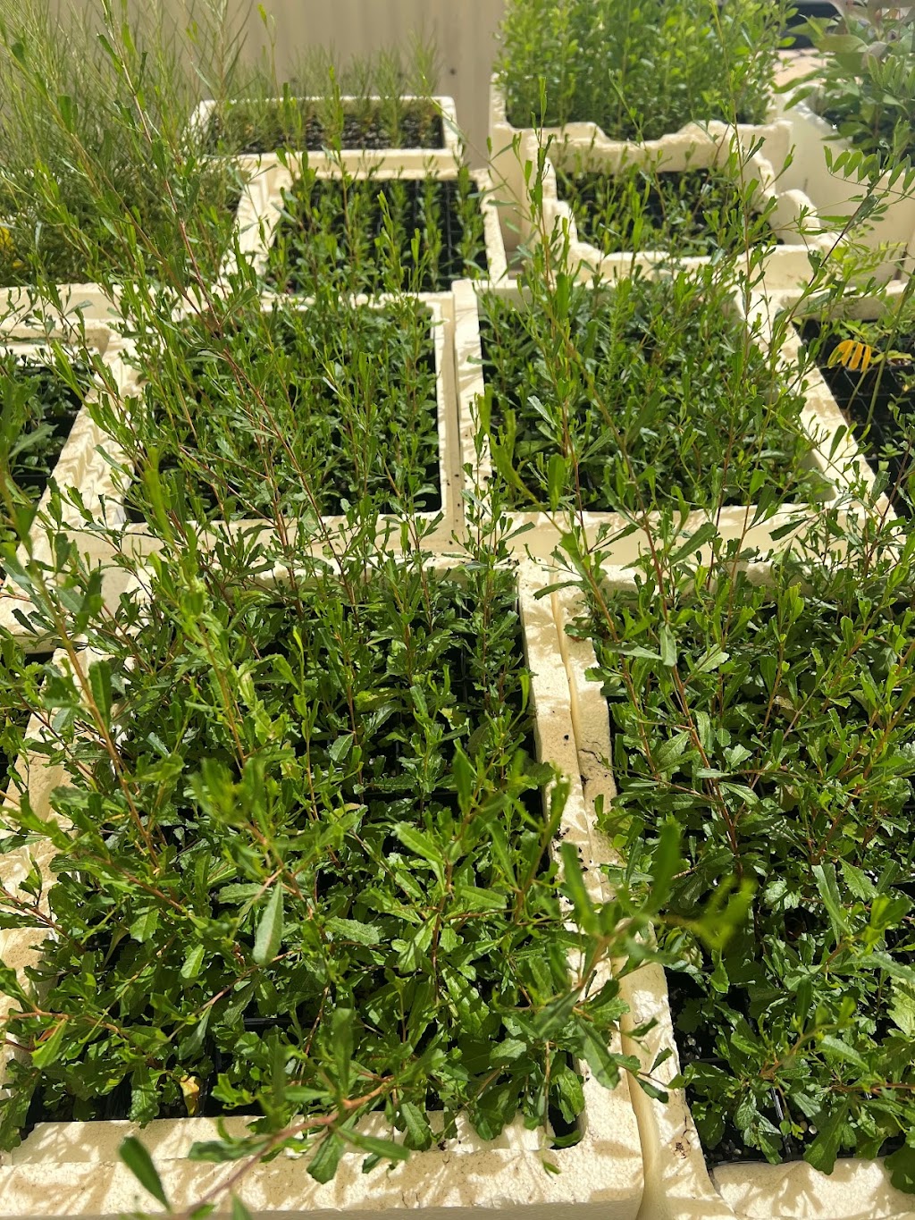 Goulburn Valley Tree Group | 6 Kerferd St, Tatura VIC 3616, Australia | Phone: 0400 059 765