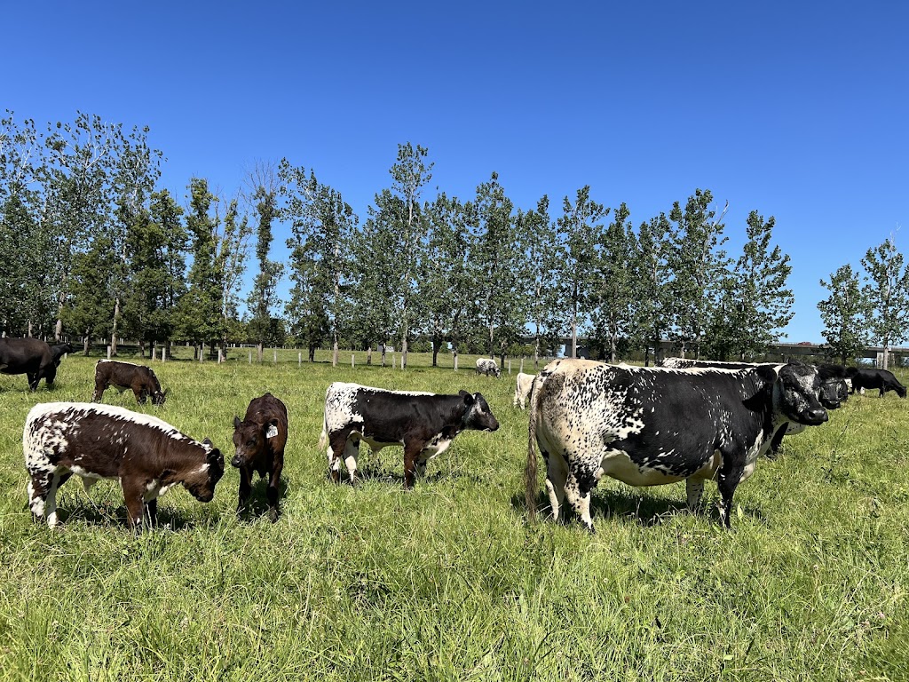 Gotcha Speckle Park | 43 Dumaresq Island Rd, Dumaresq Island NSW 2430, Australia | Phone: 0488 988 244