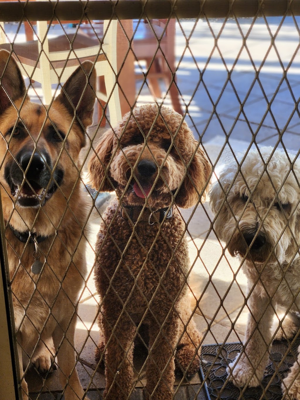 Jims Dog Wash California Gully | 22 Pearce St, California Gully VIC 3556, Australia | Phone: 0483 092 411