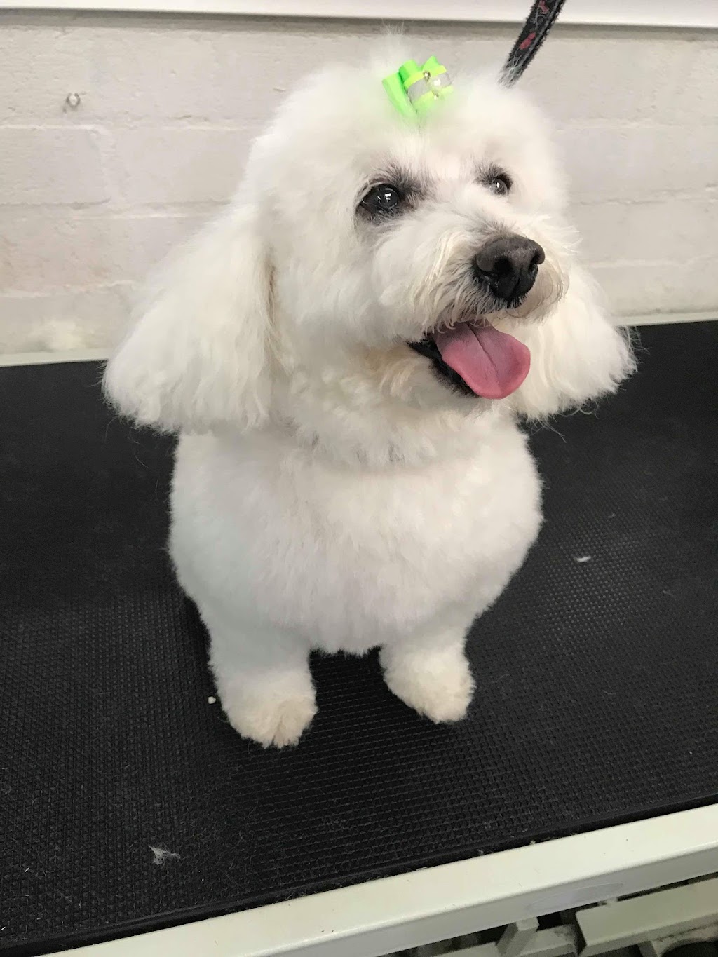 Camden bark dog spa | 14 Mitchell St, Camden NSW 2570, Australia | Phone: (02) 4602 6020