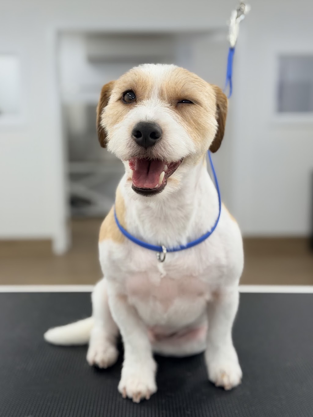 Fetch & Co Dog Grooming Salon | 10 Sara St, Toronto NSW 2283, Australia | Phone: 0419 598 509