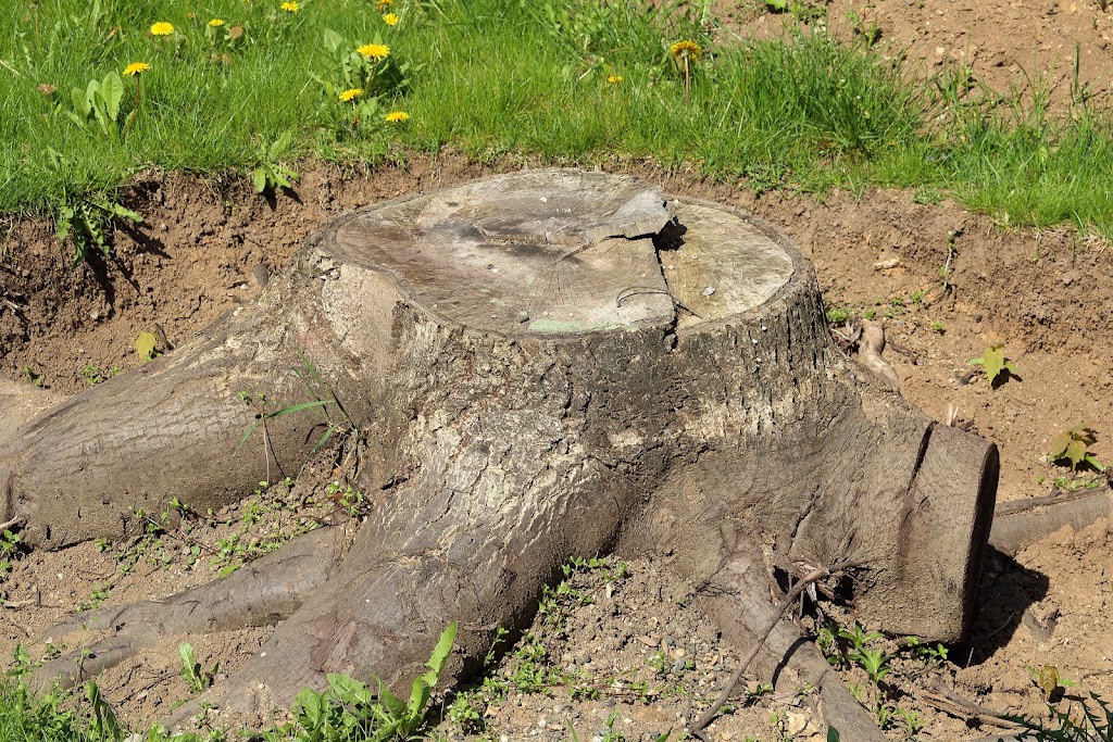 Cut Price Tree Service | Servicing Bankstown, Canterbury, Fairfield, Liverpool, Parramatta, Homebush Villawood, Guildford, Granville, Lidcombe, Merrylands, Auburn, Greystanes Cabramatta, Yagoona, Greenacre, Revesby, Strathfield, Milperra, 12 Badger Ave, Sefton NSW 2162, Australia | Phone: 0405 647 163