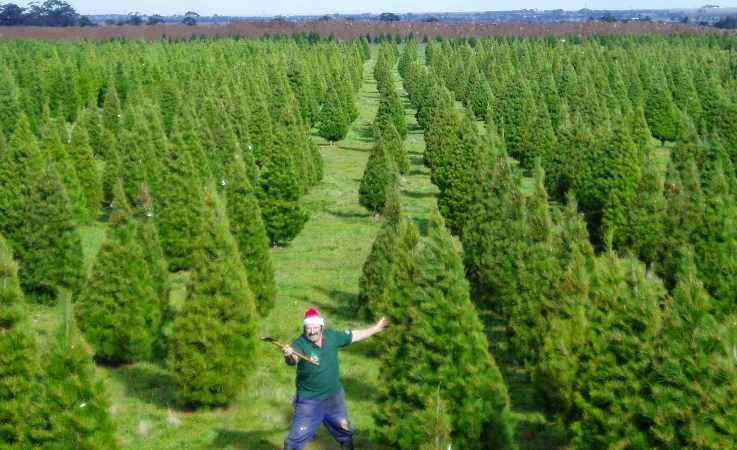 Melbourne Christmas Tree Farm | store | 319 Leakes Rd, Plumpton VIC 3555, Australia | 0397471078 OR +61 3 9747 1078