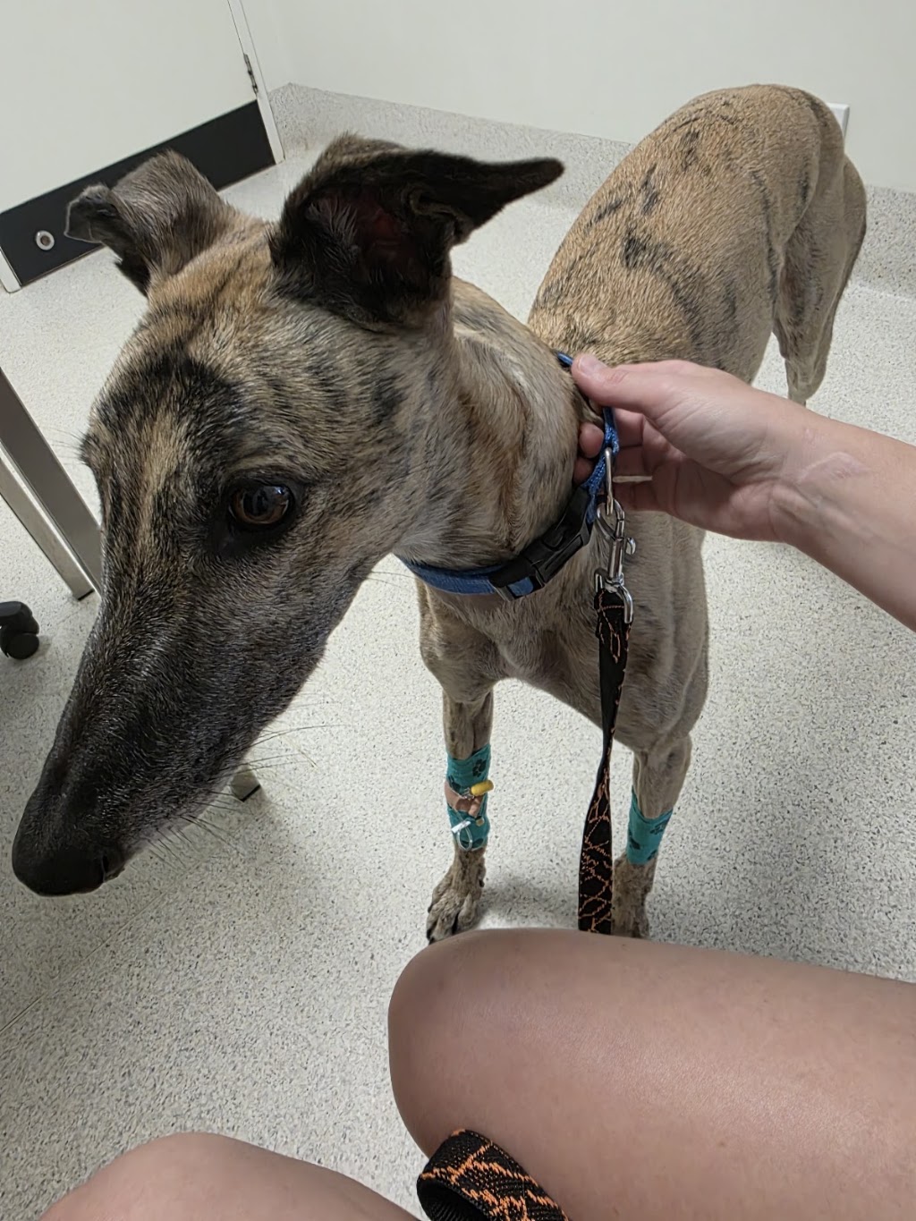 Dayboro Vet Surgery | 125 McKenzie St, Dayboro QLD 4521, Australia | Phone: (07) 3425 1544