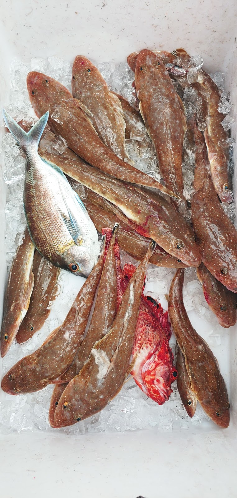 fishbermi Charters |  | 126 Lamont St, Bermagui NSW 2546, Australia | 0264935444 OR +61 2 6493 5444