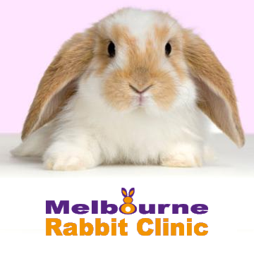 Melbourne Rabbit Clinic | veterinary care | 57 Austin St, Ferntree Gully VIC 3156, Australia | 0397588851 OR +61 3 9758 8851