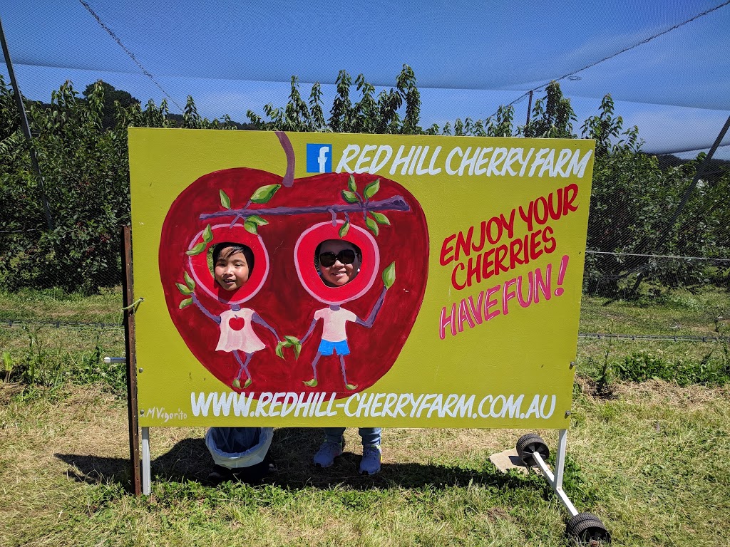 Red Hill Cherry Farm | 69 Prossors Ln, Red Hill VIC 3937, Australia | Phone: 0407 030 917