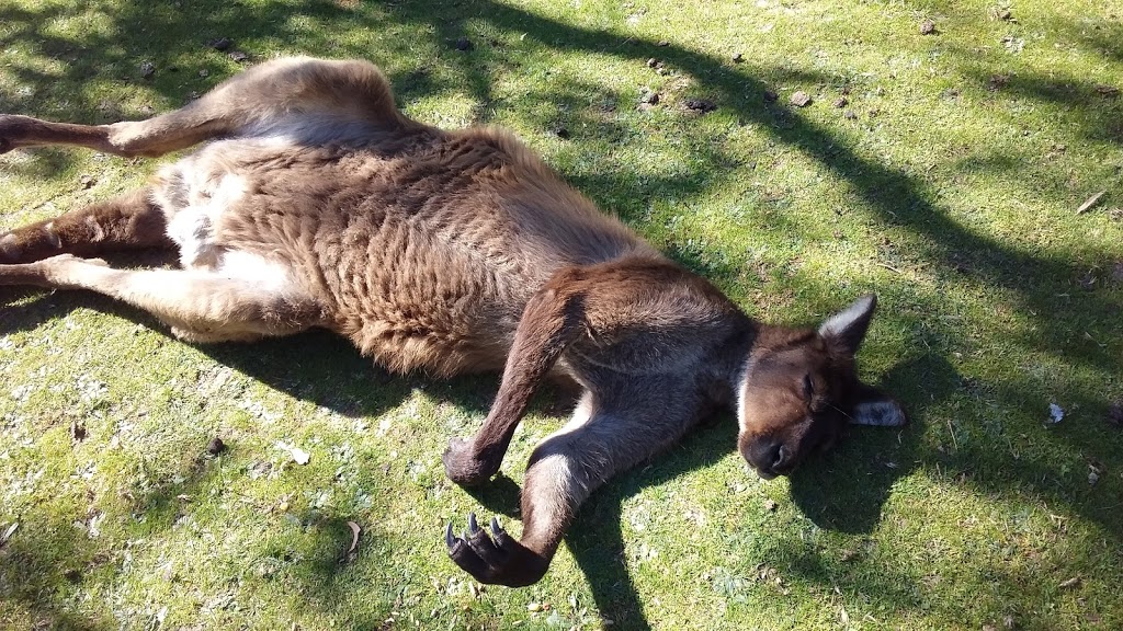 巴拉瑞特野生动物园 | park | Ballarat Wildlife Park、Cnr of York & 澳大利亚, Fussell St, Ballarat East VIC 3350, Australia