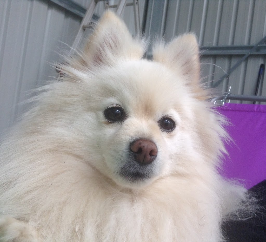 The Dog Clinic Hobart - Veterinary care exclusively for dogs | 4/148 Channel Hwy, Taroona TAS 7053, Australia | Phone: (03) 6227 9586