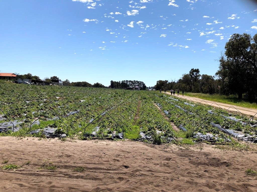 Hoang Le’s Strawberries | 30 Nicholas Rd, Wanneroo WA 6065, Australia | Phone: 0433 717 260