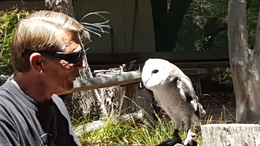 Eagles Heritage Raptor Wildlife Centre | 341 Boodjidup Rd, Margaret River WA 6285, Australia | Phone: (08) 9757 2960