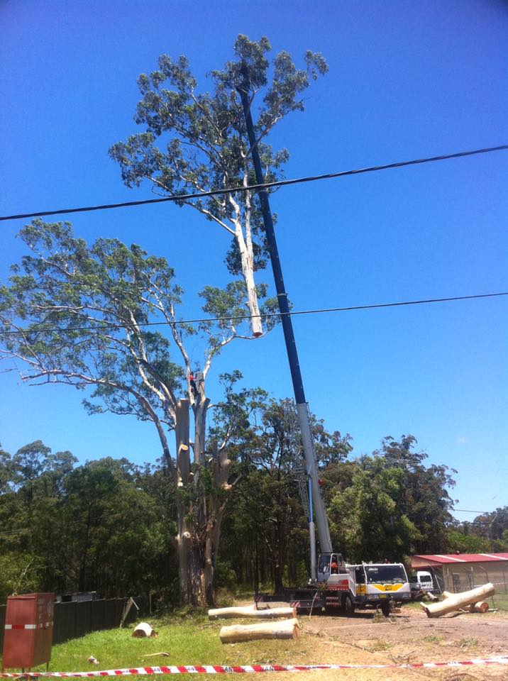 Ability Tree Service | 23 Wards Rd, Darawank NSW 2428, Australia | Phone: 0403 316 576
