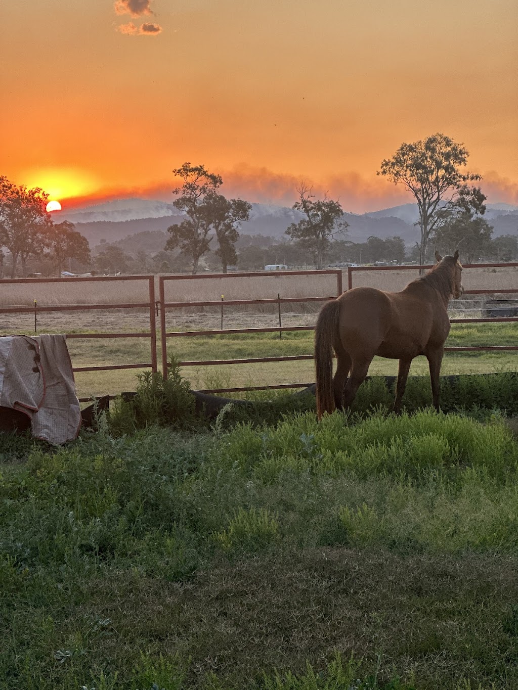 Kissimmee Performance Horses | 7678 Mount Lindesay Hwy, Beaudesert QLD 4285, Australia | Phone: 0405 449 700