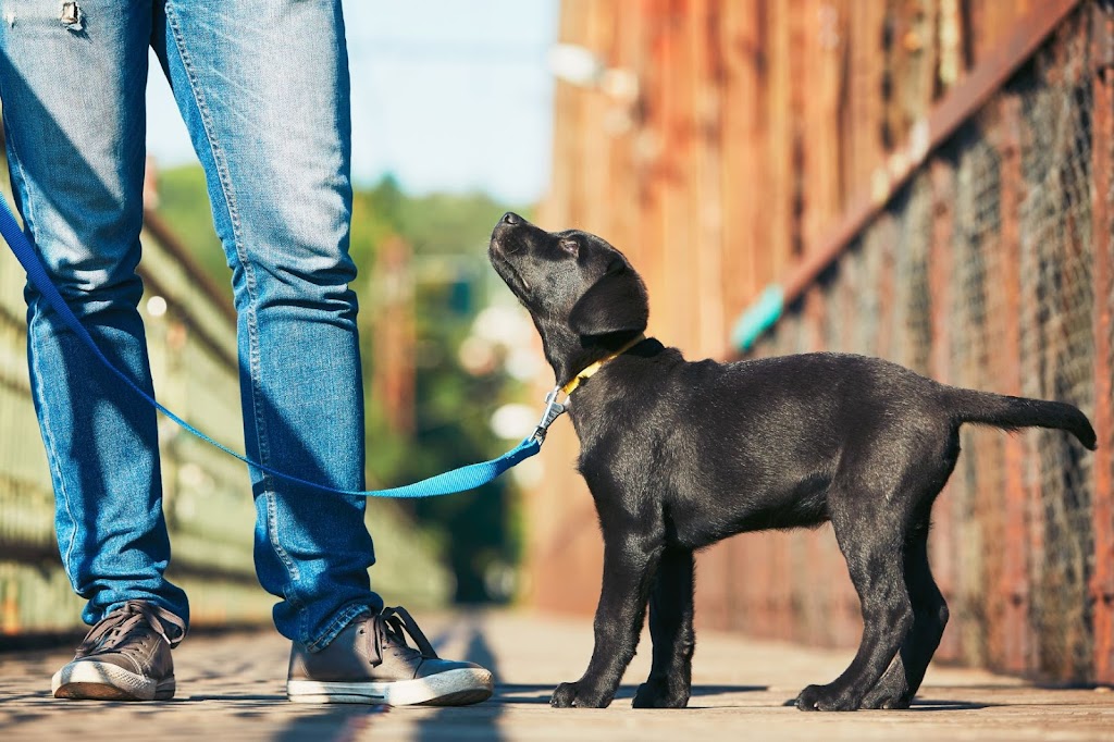 C.L.E.A.R Dog Training | 7 Lahey Cl, Wynnum QLD 4178, Australia | Phone: 0468 990 050