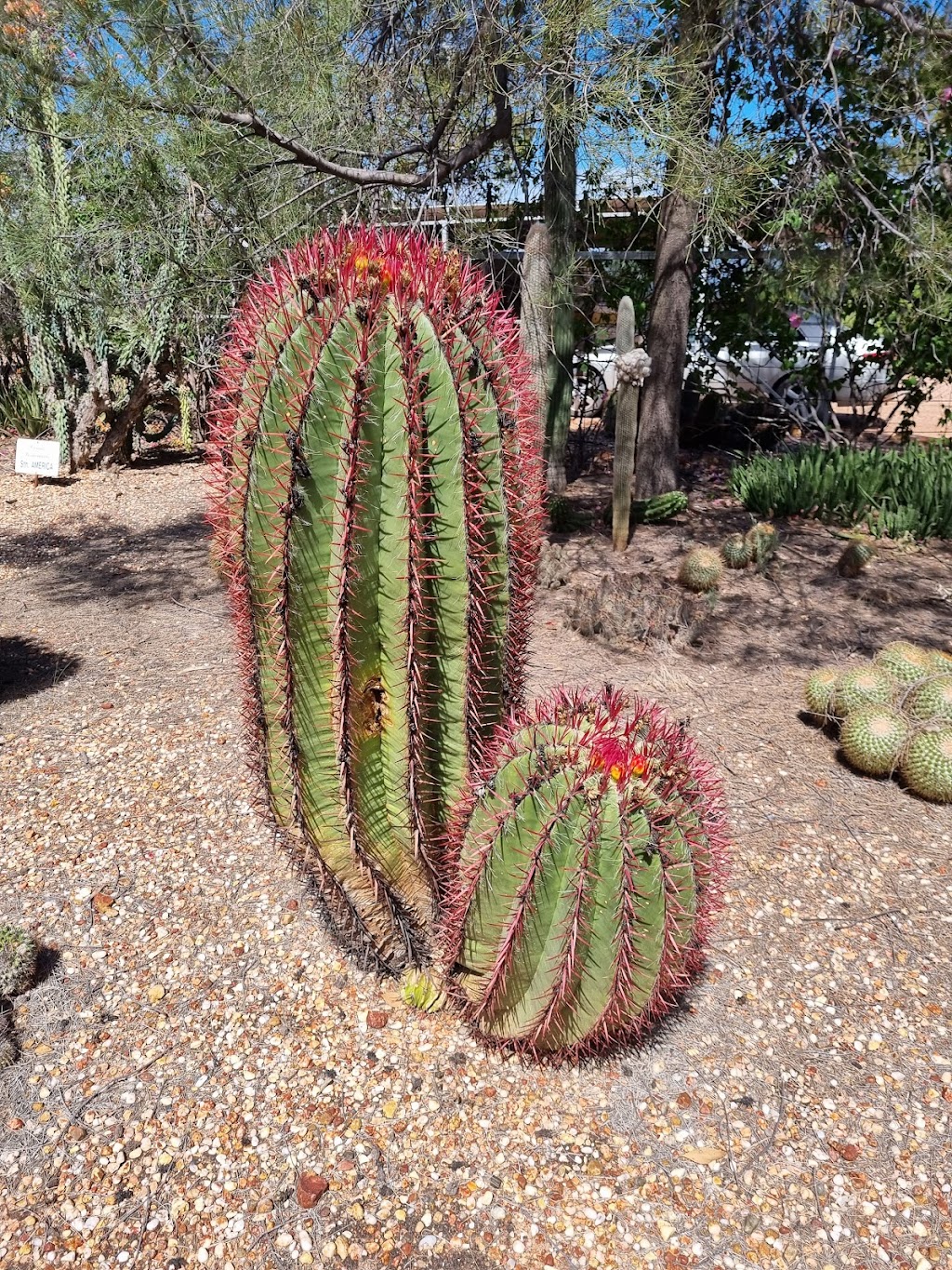 Bevans Cactus Nursery | Lightning Ridge NSW 2834, Australia | Phone: (02) 6829 2778