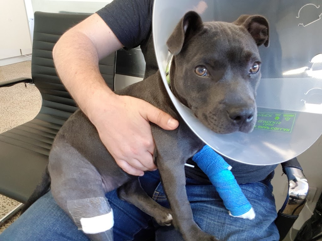 Southpaws Specialty Surgery for Animals PTY LTD | 3 Roper St, Moorabbin VIC 3189, Australia | Phone: (03) 9553 1775