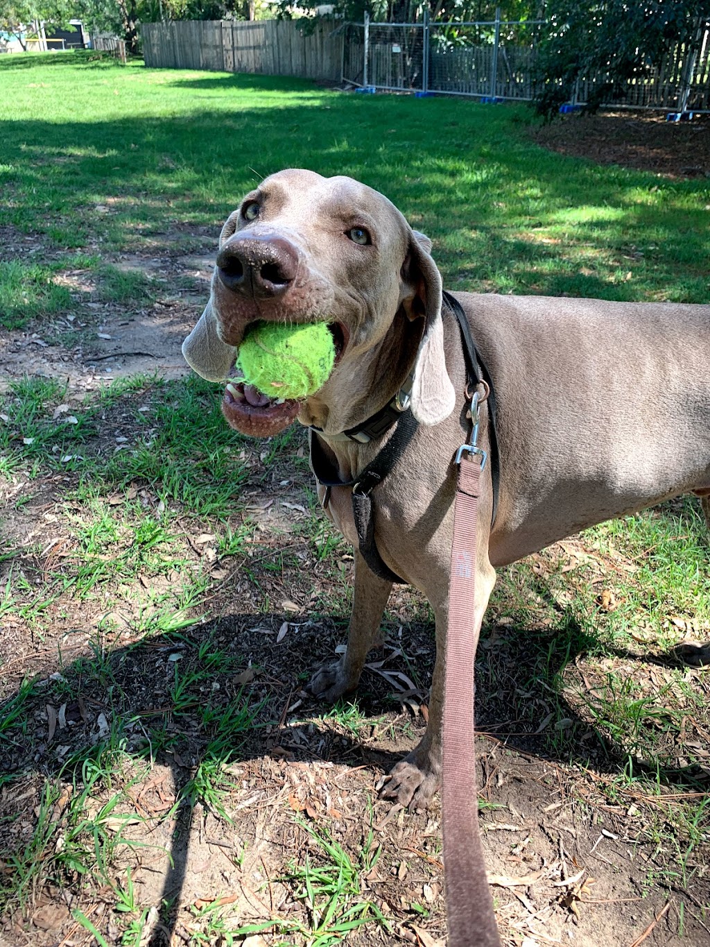 Lead On Dog Walking & Lead On Pet Treats |  | 93 St Helens Rd, Mitchelton QLD 4053, Australia | 0400068233 OR +61 400 068 233