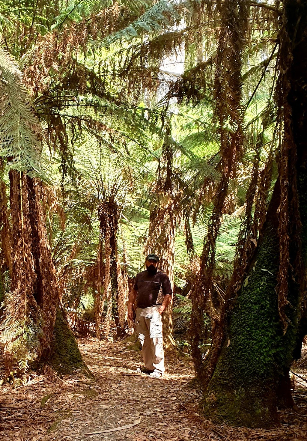 Ferndene State Reserve | park | 611 Ironcliffe Rd, Penguin TAS 7316, Australia