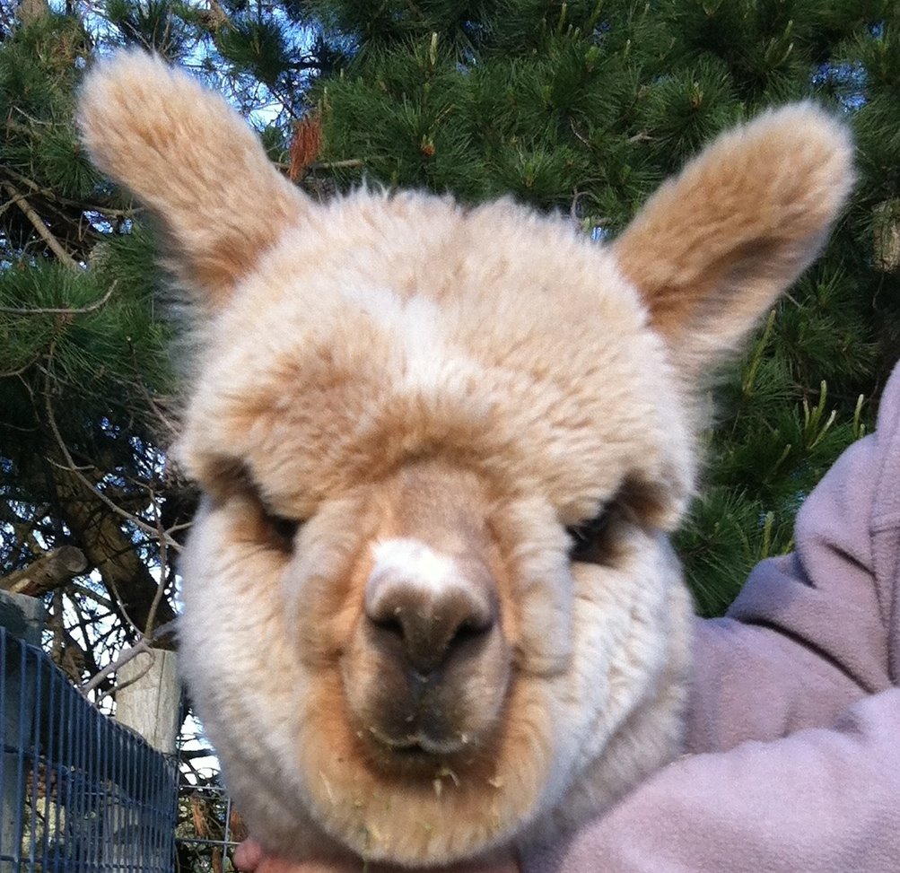 Mundawora Alpacas | 29 Yundi Rd, Yundi SA 5172, Australia | Phone: 0412 254 764