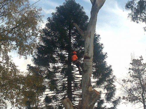 A1 Tree Service NSW Pty Ltd | 7L Gilgandra Rd, Dubbo NSW 2830, Australia | Phone: (02) 6882 2052