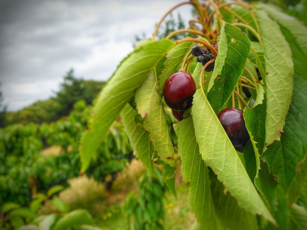 Marble Hill Cherries |  | 25 Marble Hill Rd, Ashton SA 5136, Australia | 0883901651 OR +61 8 8390 1651